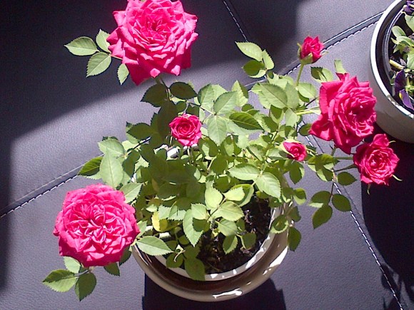 Gorgeous pop of colour!