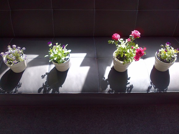 My pot plants sun baking. Soak it up!