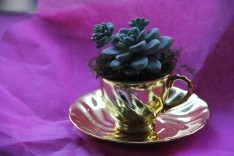 Myer Department Store Florist Bourke St, Teacup Succulent $35